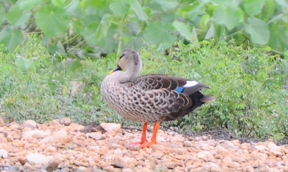 Indian Spot-billed Duck - ML387957461