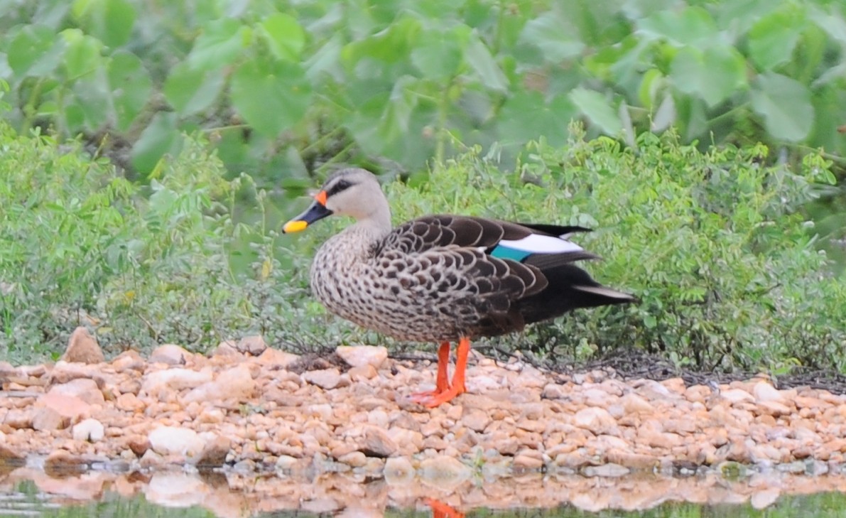 Indian Spot-billed Duck - ML387957471