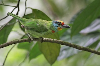  - Black-browed Barbet