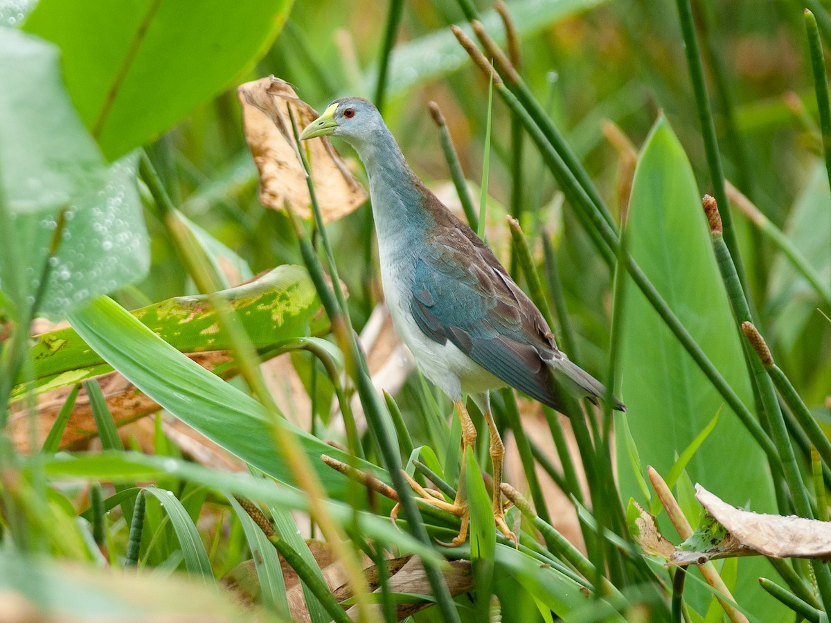 Azure Gallinule - Porphyrio flavirostris - Birds of the World