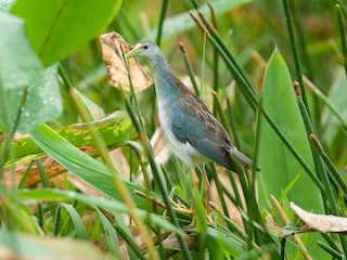  - Azure Gallinule