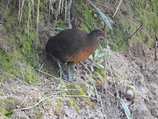  - Tawny-breasted Tinamou