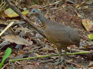 Highland Tinamou - Nothocercus bonapartei - Birds of the World