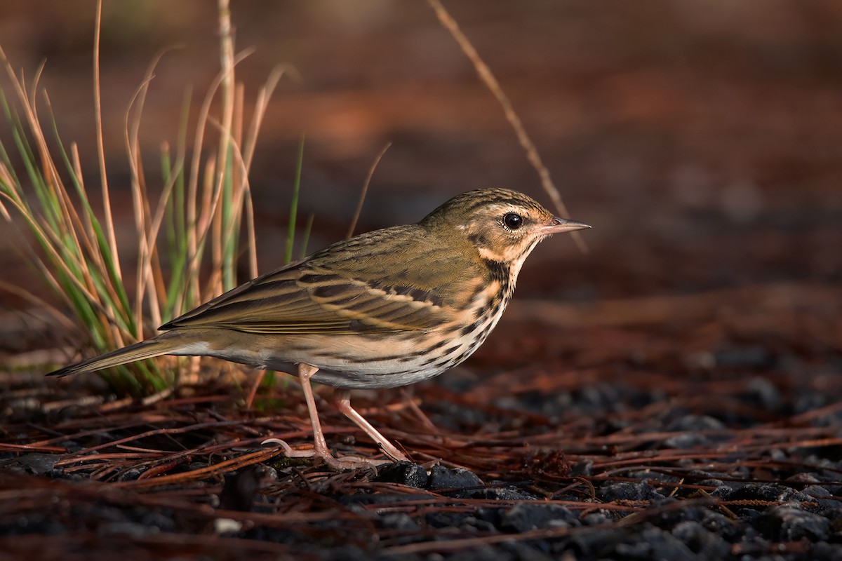 Olive-backed Pipit - ML387965801