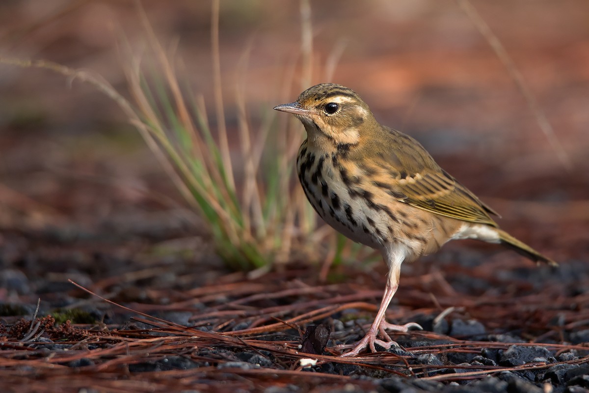Olive-backed Pipit - ML387965811