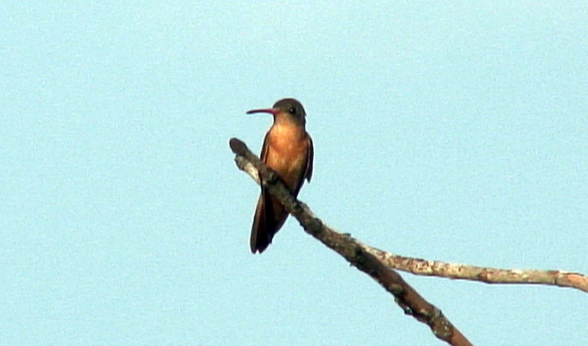 Cinnamon Hummingbird (Mainland) - Josep del Hoyo