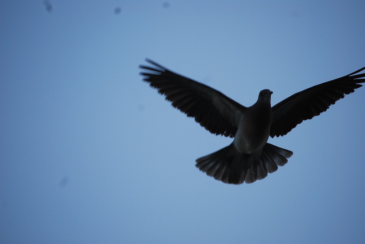 Pale-vented Pigeon - ML38797521