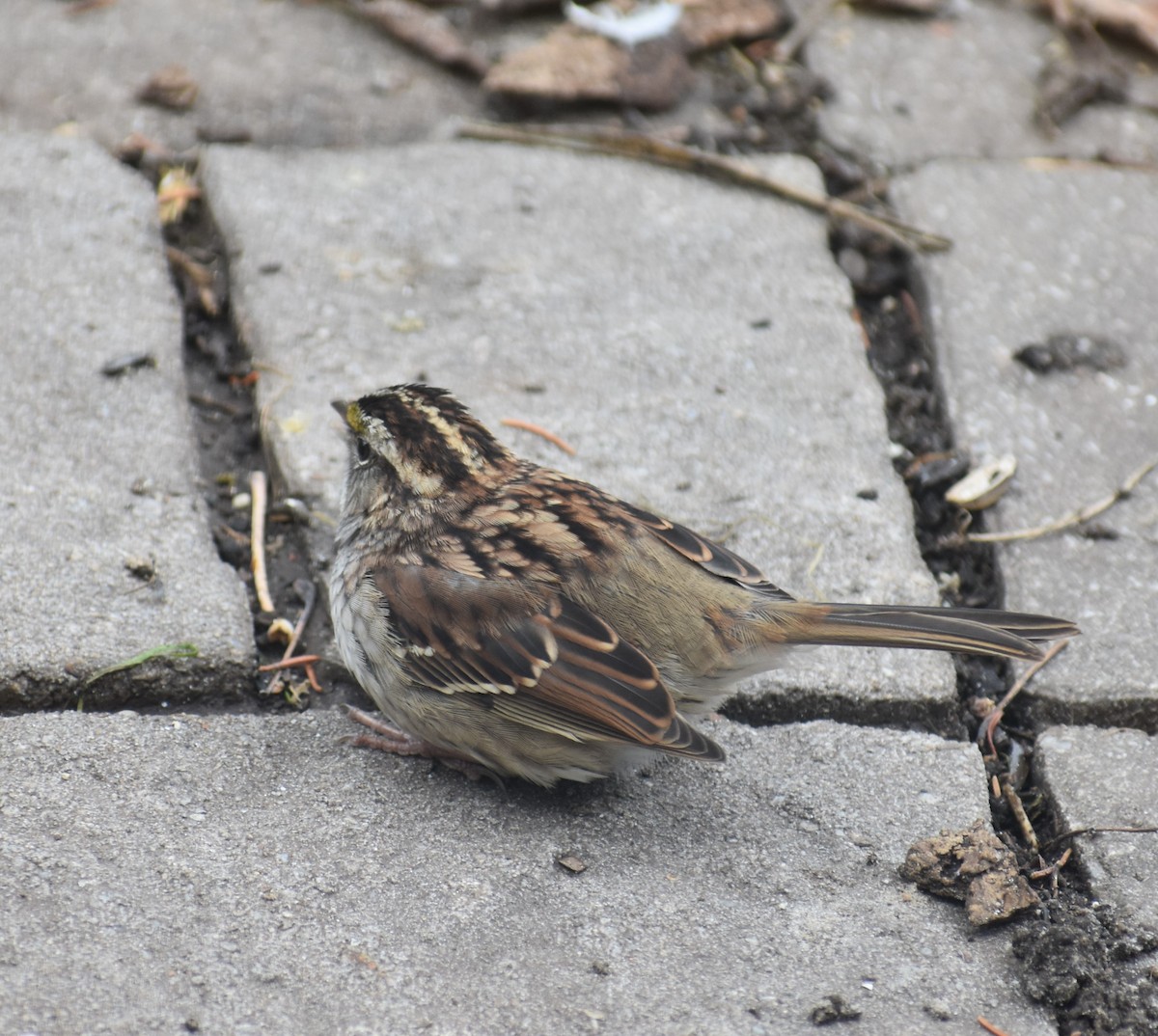 White-throated Sparrow - ML387978011