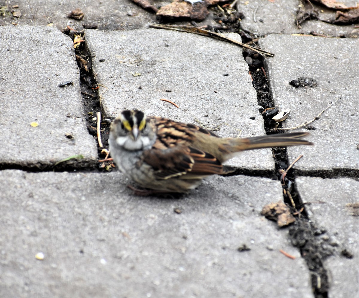 White-throated Sparrow - ML387978041