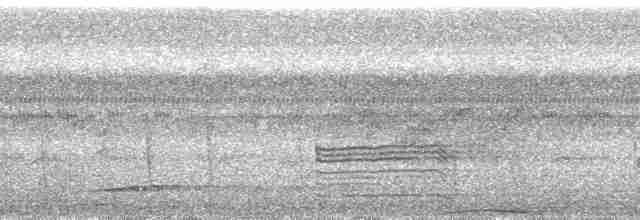holub pásochvostý - ML38798