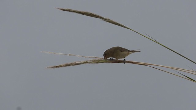 Double-collared Seedeater - ML387980451