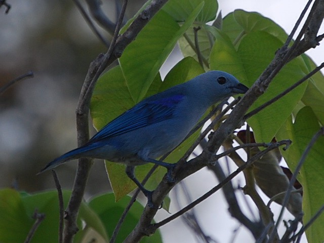 Blue-gray Tanager - ML38798071