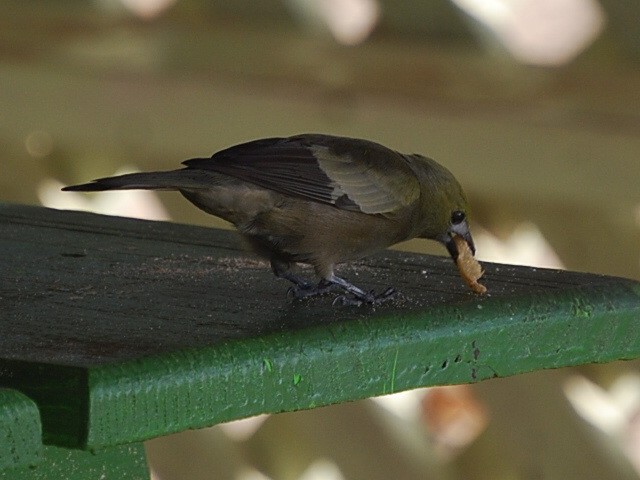 Palm Tanager - ML38798091
