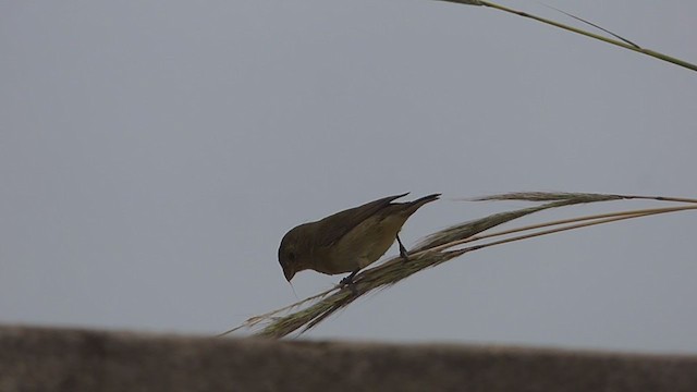 Double-collared Seedeater - ML387980971