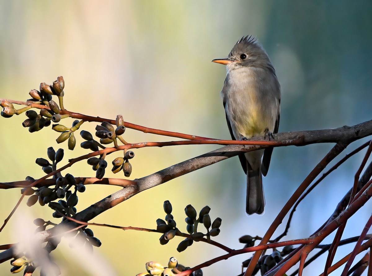 Greater Pewee - ML387988021