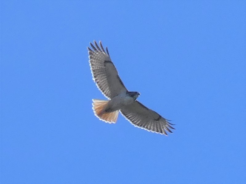 Red-tailed Hawk - ML387997761