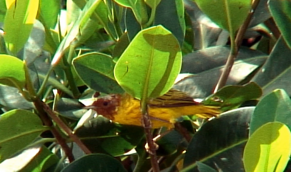 Yellow Warbler (Mangrove) - ML387998101