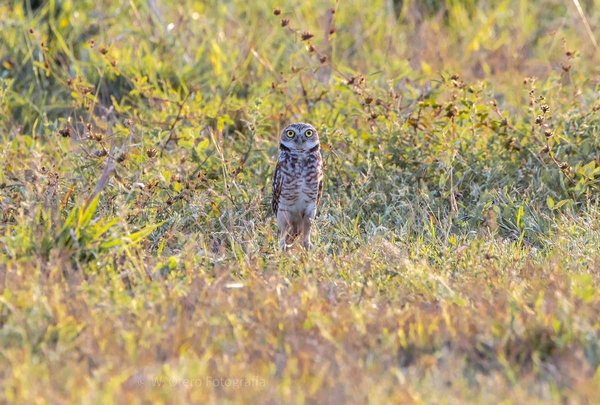 Burrowing Owl - ML388003211