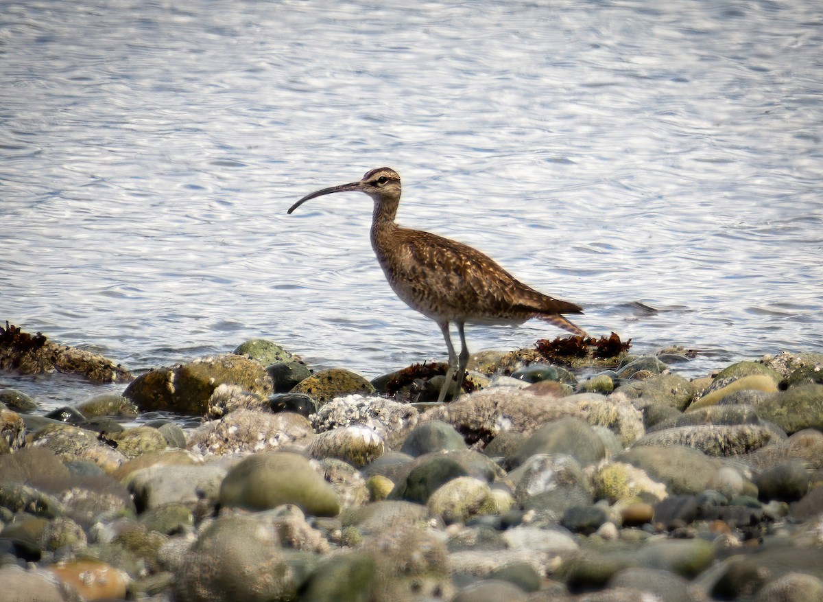 Whimbrel - Alanna Froese