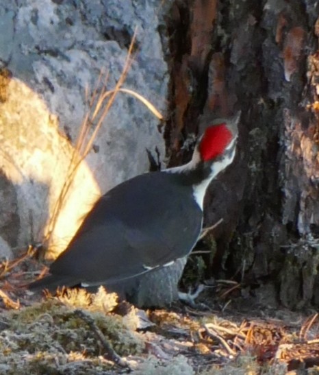 Pileated Woodpecker - Paul Riome