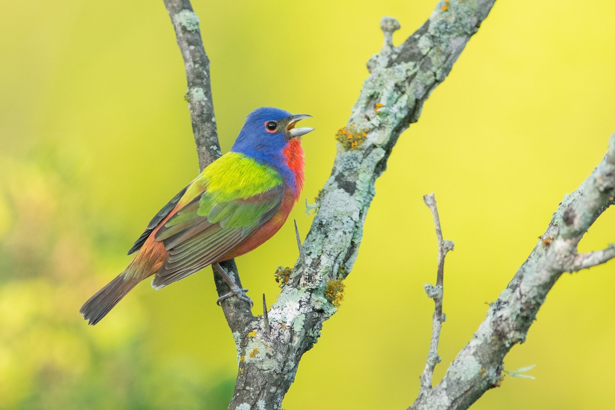 Painted Bunting - ML388021541