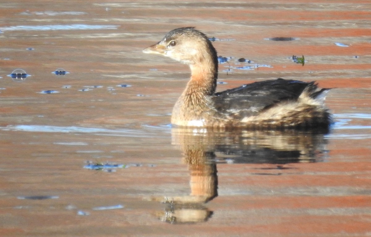 Pied-billed Grebe - Mary  McMahon