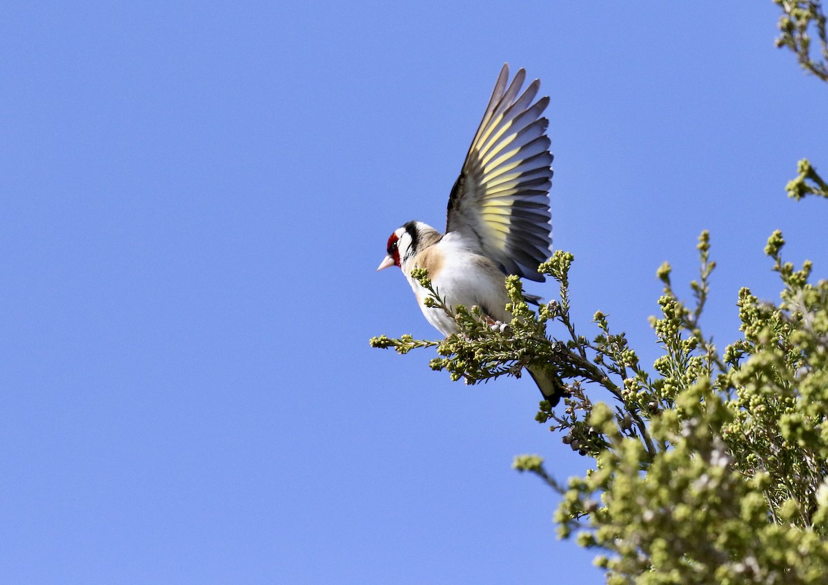 European Goldfinch - Mike Potter