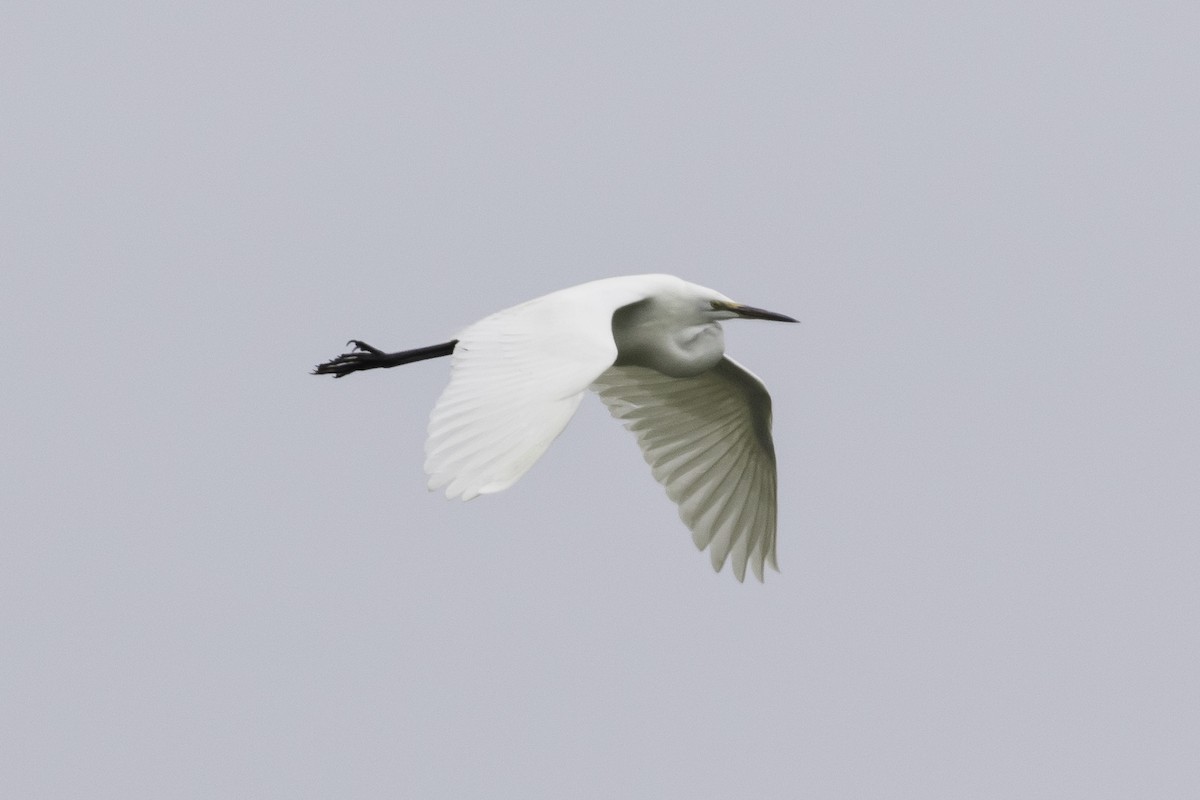 Great Egret (alba) - ML388030091