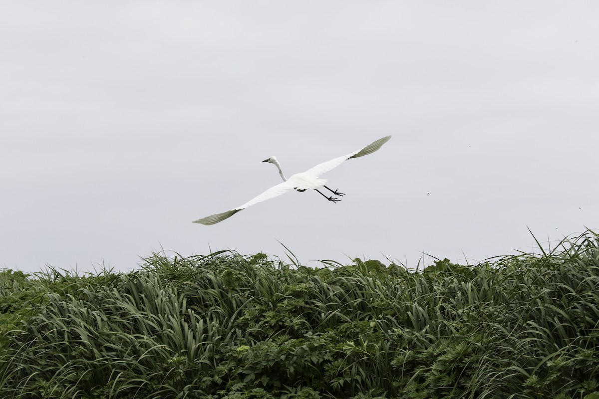 Great Egret (alba) - ML388030121