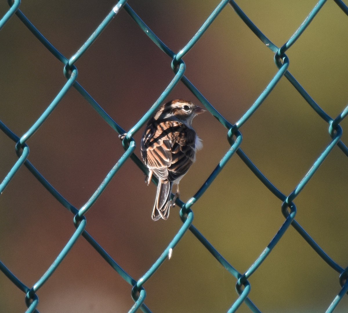 Chipping Sparrow - ML388033701
