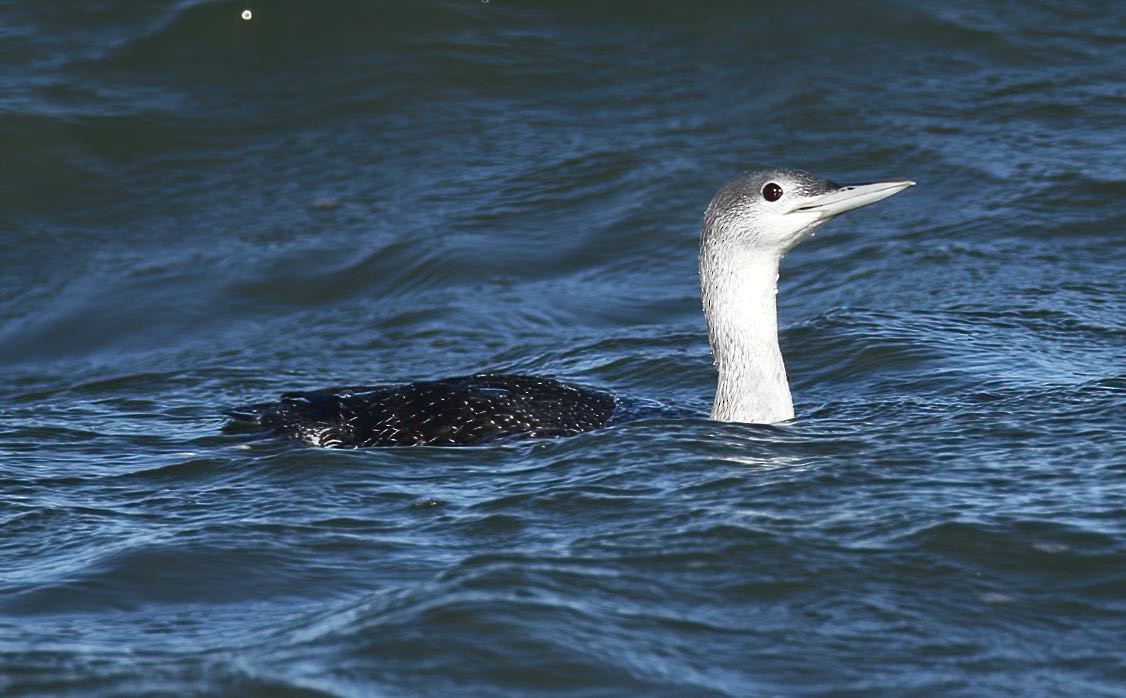 Red-throated Loon - ML388037581