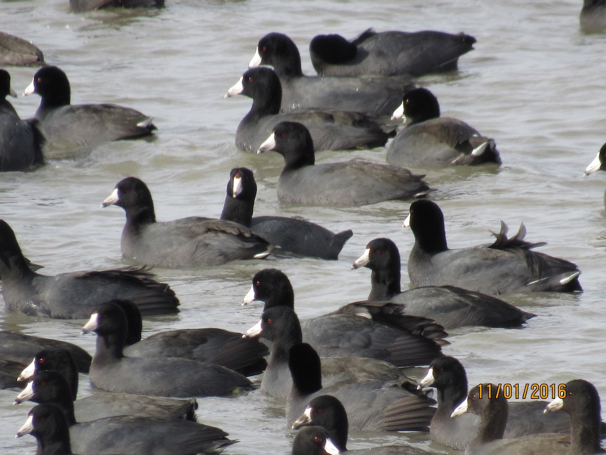 American Coot - Rhiannon Thunell