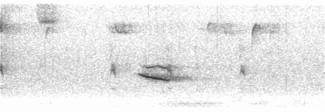 Дрізд-короткодзьоб плямистоволий - ML388039241