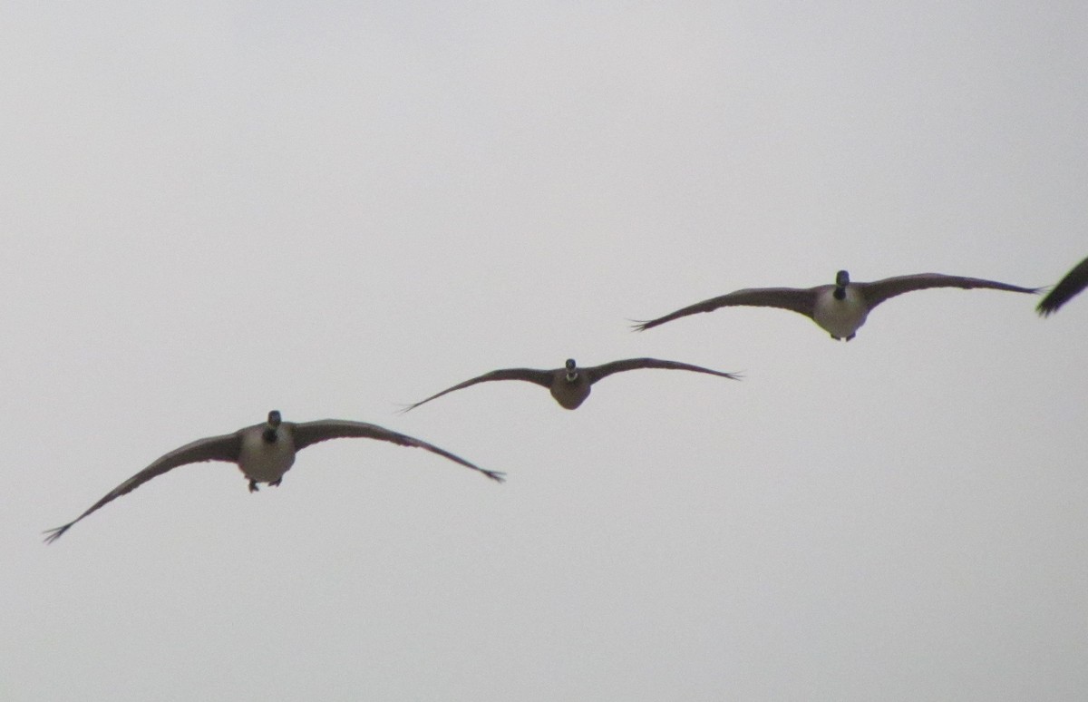 Cackling Goose (Aleutian) - ML38804441