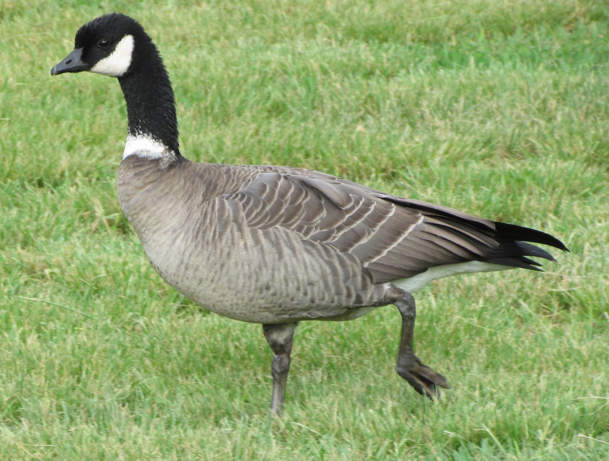 Cackling Goose (Aleutian) - Darren Dowell