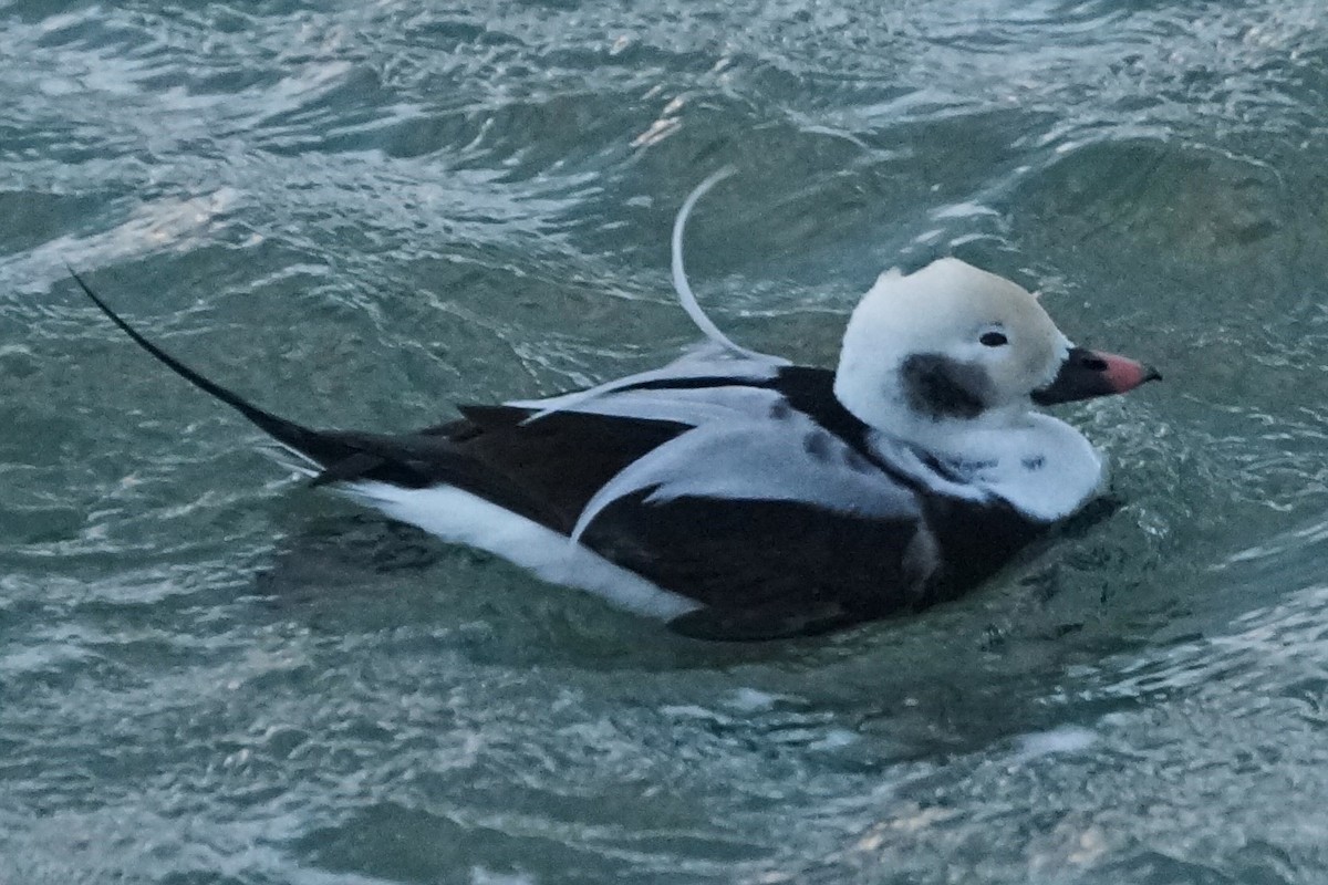 Long-tailed Duck - ML388049771