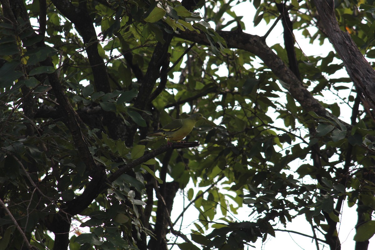 Orange-breasted Green-Pigeon - ML38805201