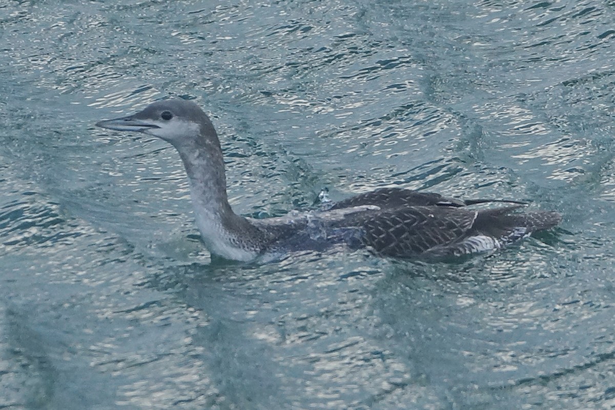Red-throated Loon - ML388052591