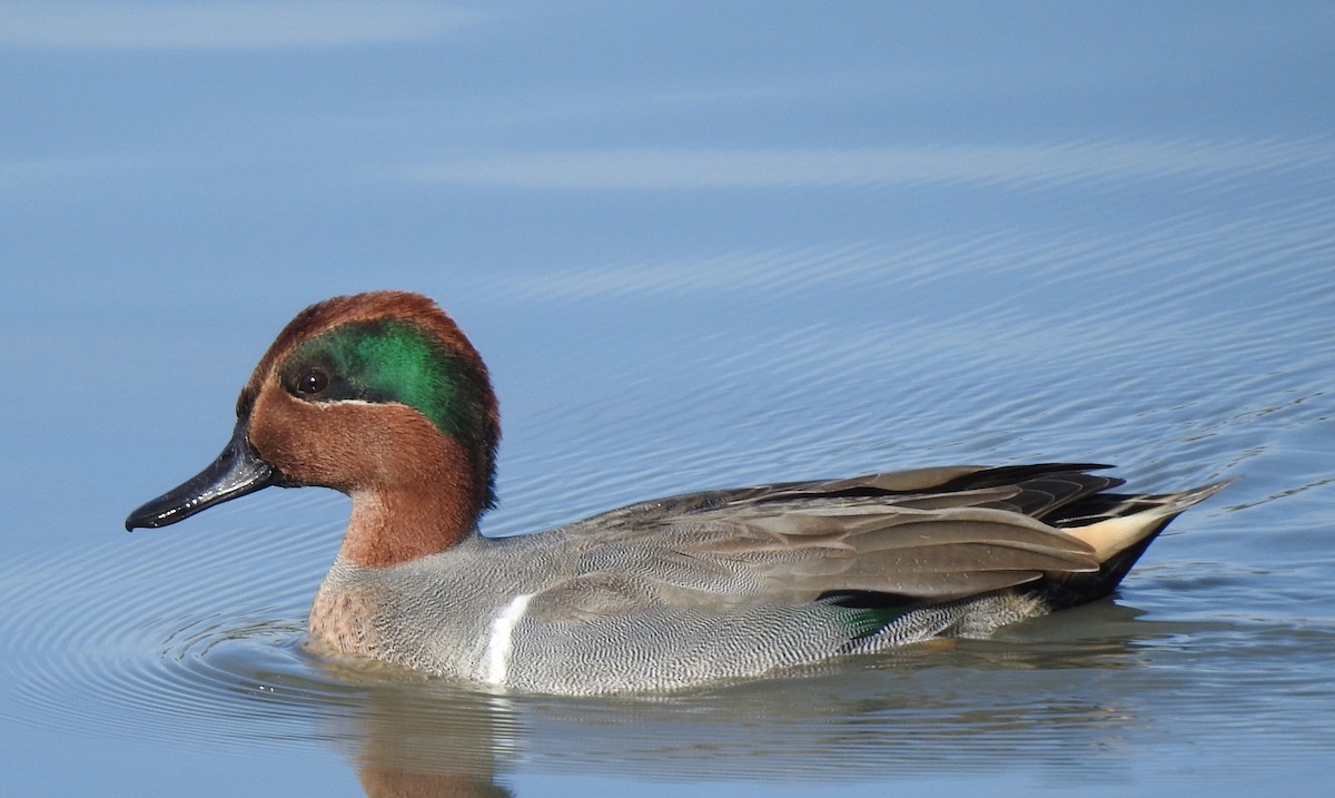 Green-winged Teal - ML388058021