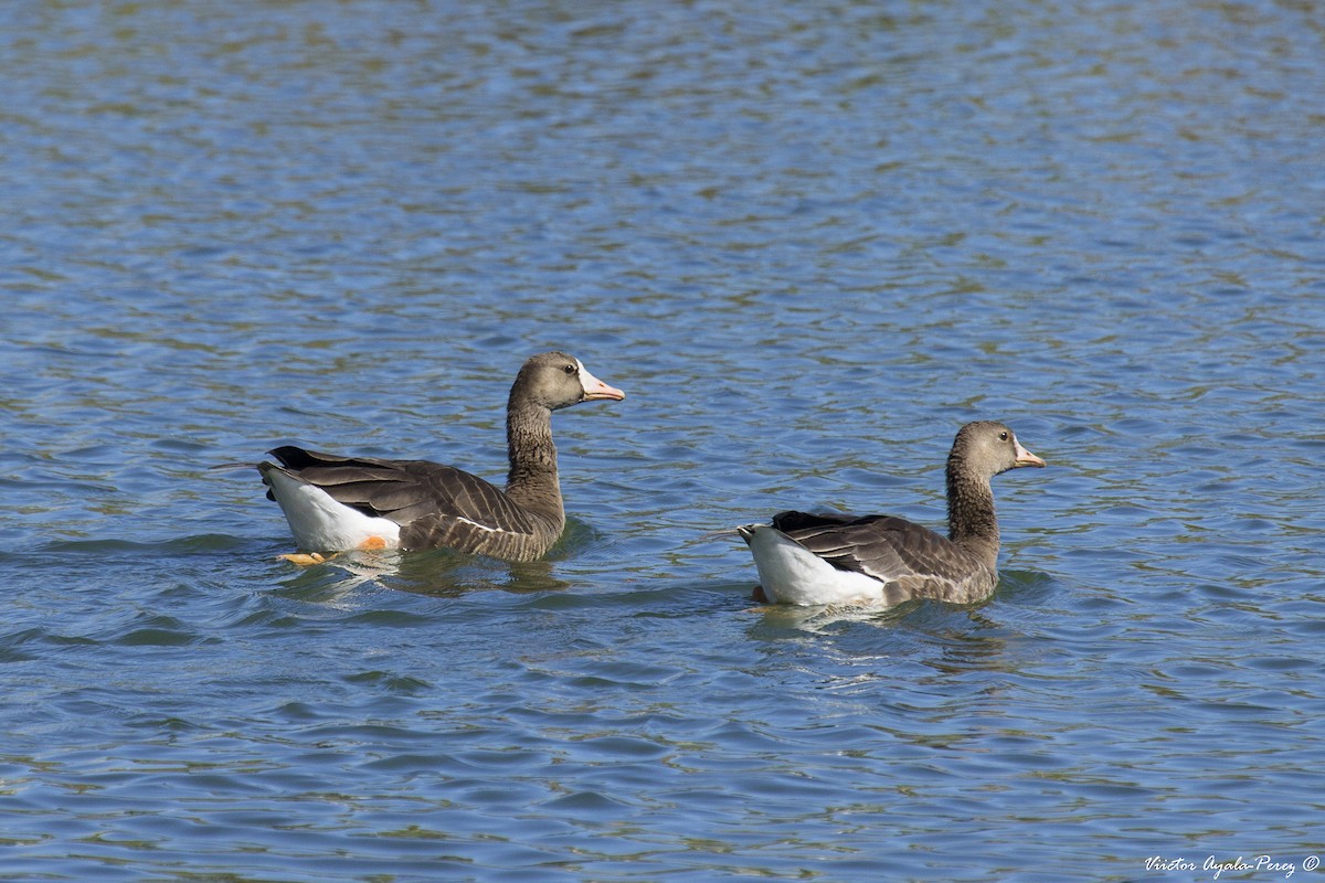 Greater White-fronted Goose - ML38806231