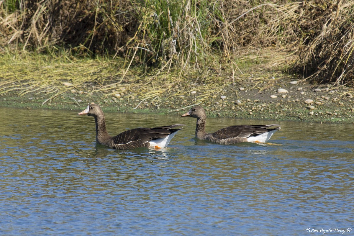 Greater White-fronted Goose - ML38806251