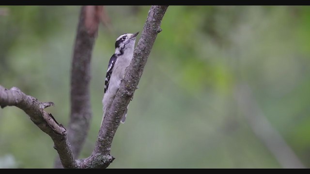 Downy Woodpecker (Eastern) - ML388064661