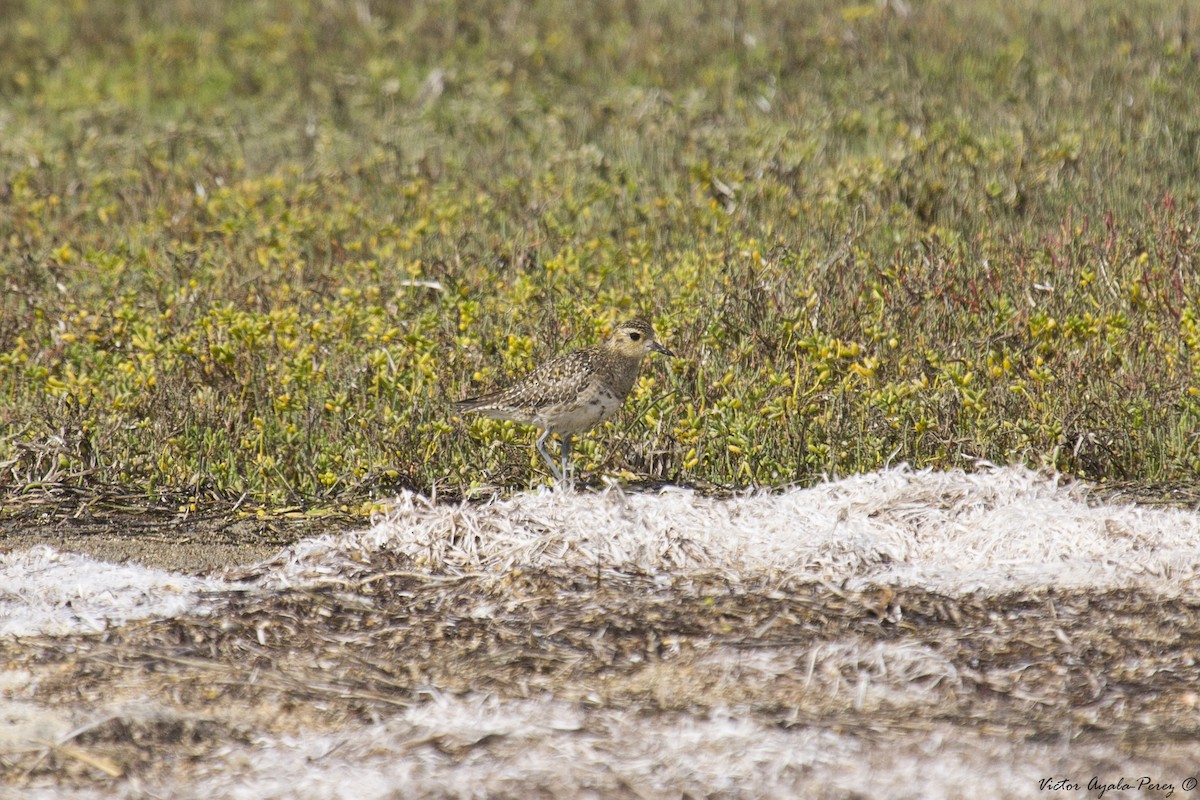 Pacific Golden-Plover - Victor O. Ayala Perez