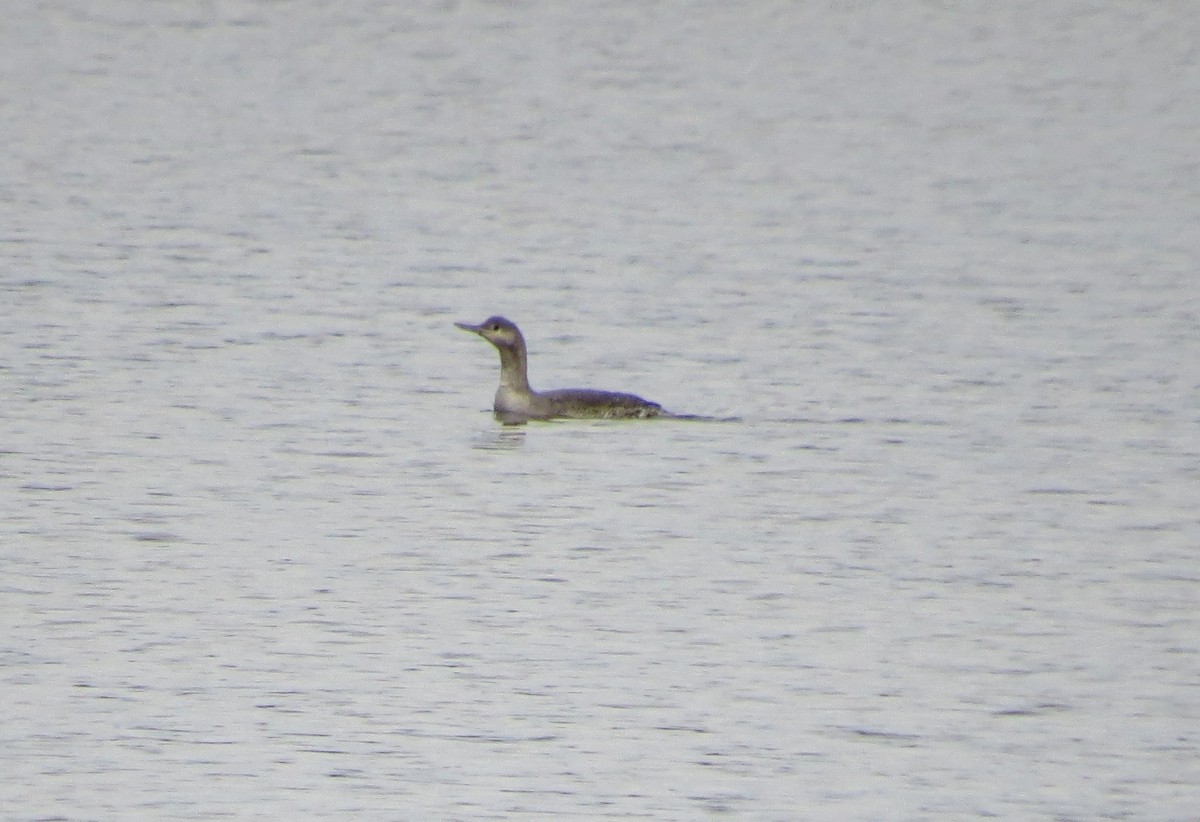 Red-throated Loon - ML388069931