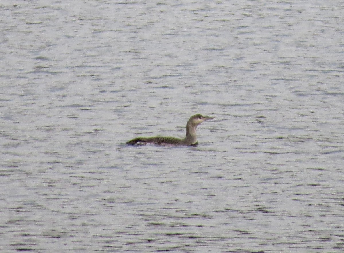 Red-throated Loon - ML388069941