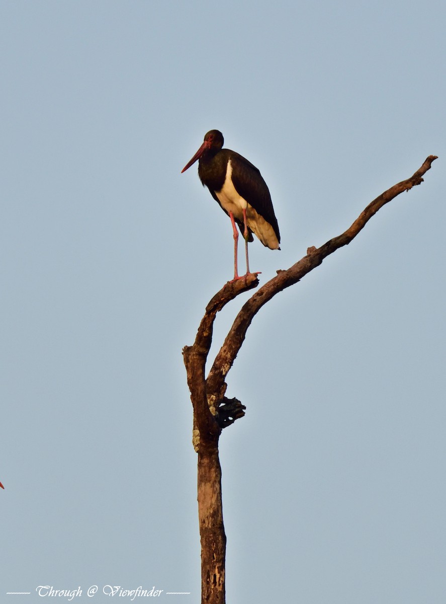 Black Stork - Prashobh Ailyam Nair