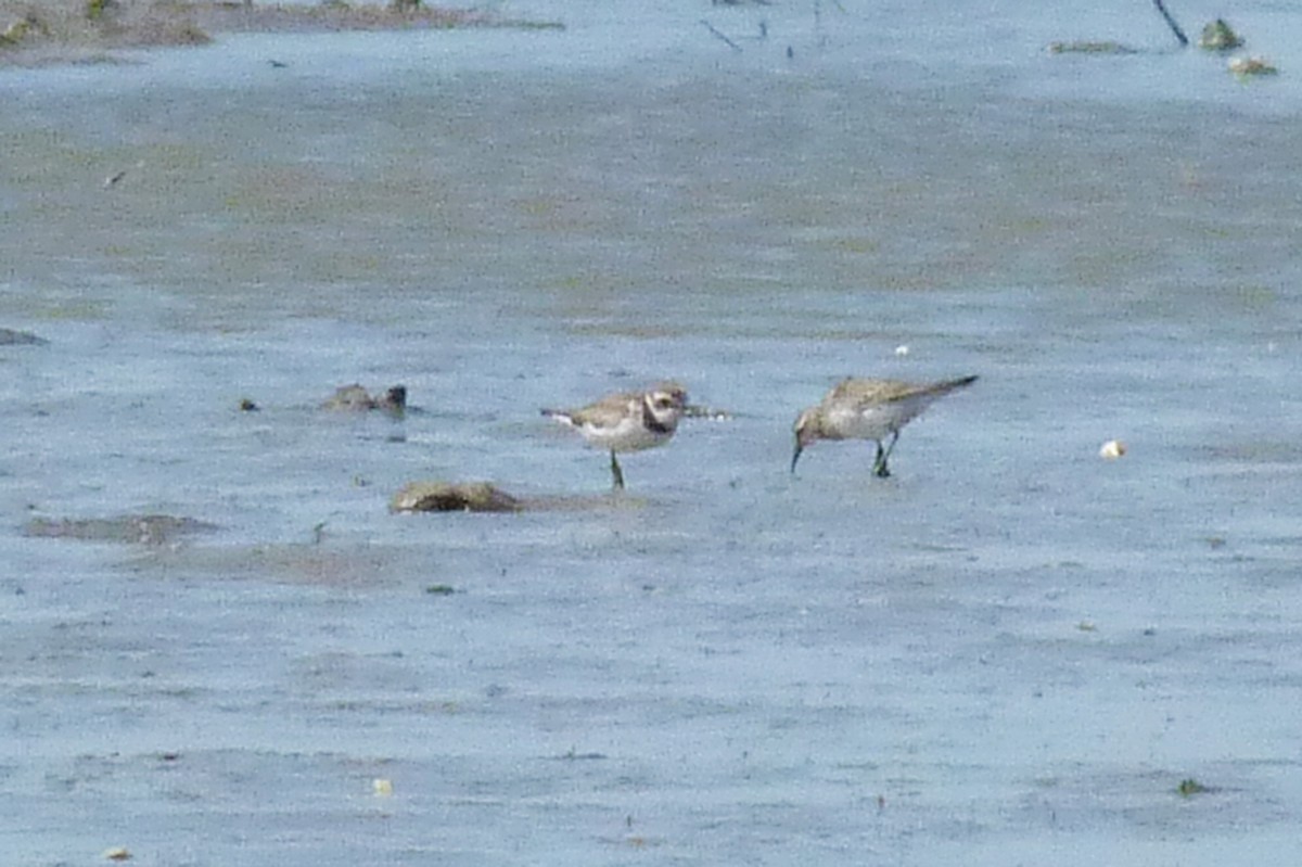 Semipalmated Plover - ML388077191