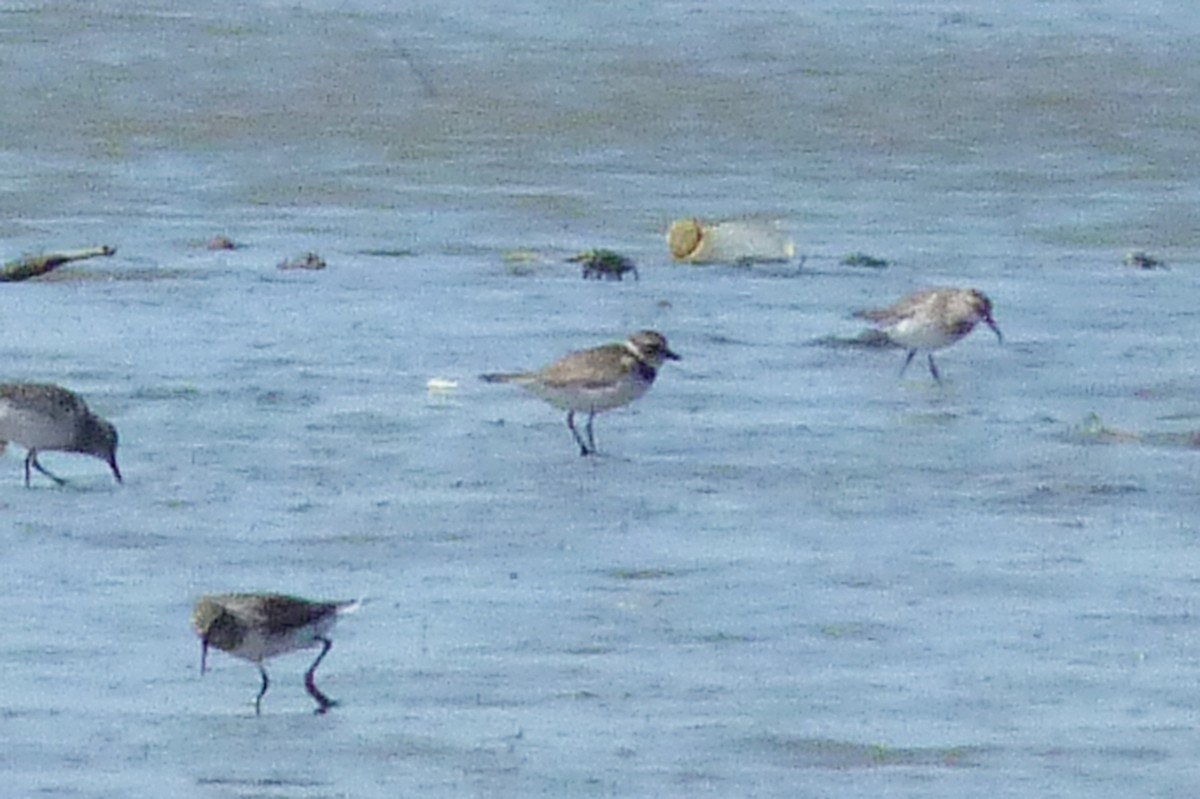 Semipalmated Plover - ML388077251