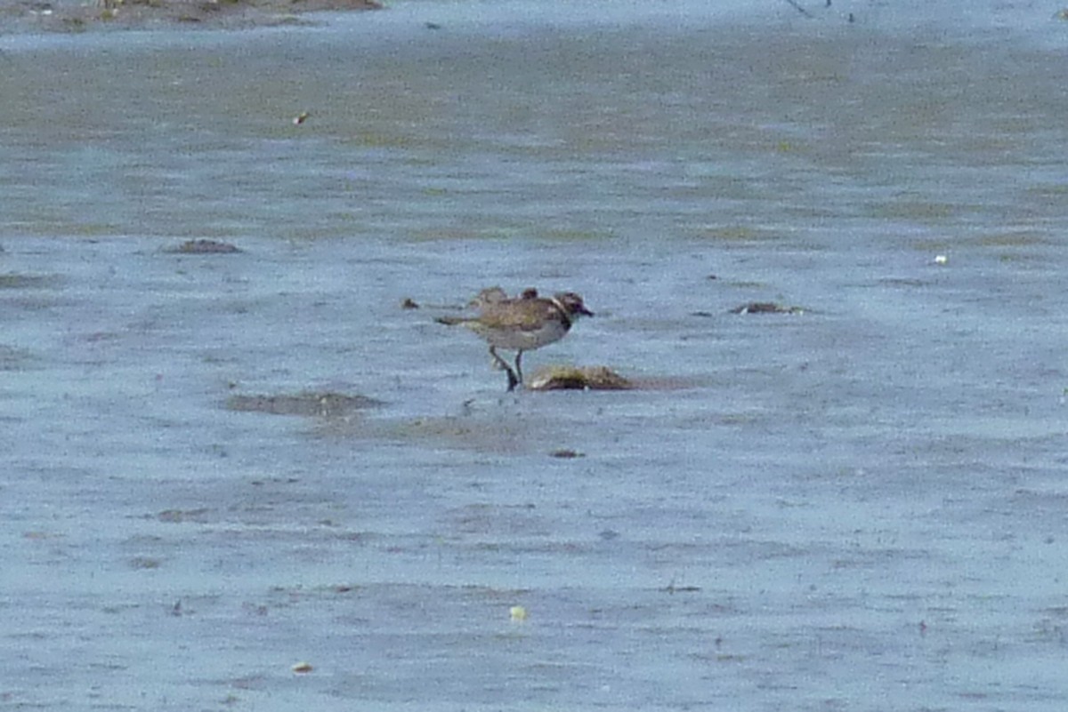 Semipalmated Plover - ML388077261