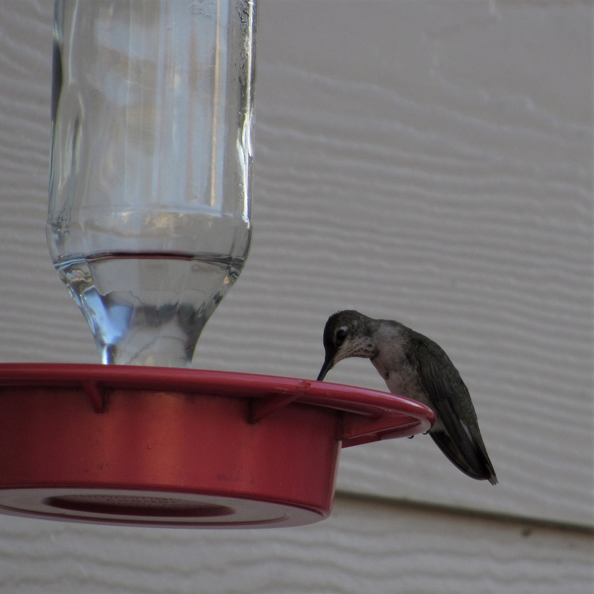 Ruby-throated/Black-chinned Hummingbird - Judy Behrens